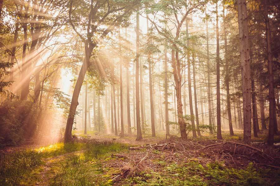 中国电競(jìng)戰(zhàn)队夺得世(shì)界(jiè)总决赛冠军